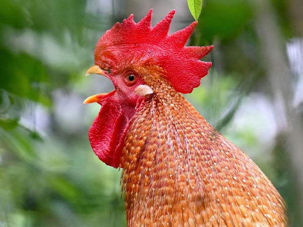 حجرہ شاہ مقیم: ذاتی دشمنی پر زہر دے کر 5قیمتی مرغوں کو ہلاک کردیا